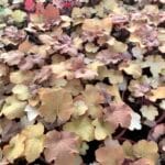 Nursery plants
