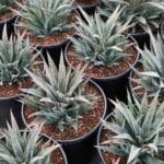Succulents