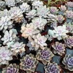 Mixed succulents