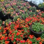 Colorful succulents